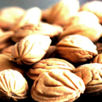 مغز کن بادام جنگلی|Wild Nuts Shelling line Machinery